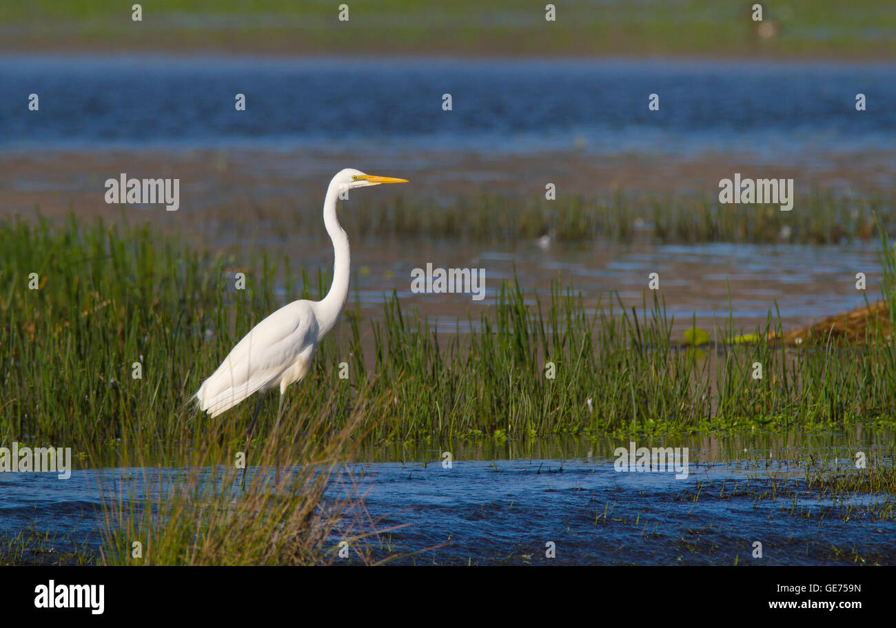 An Eastern Great Egret, Ardea alba modesta, standing on the edge of an Australian wetland lagoon with blue water and green grass Stock Photo