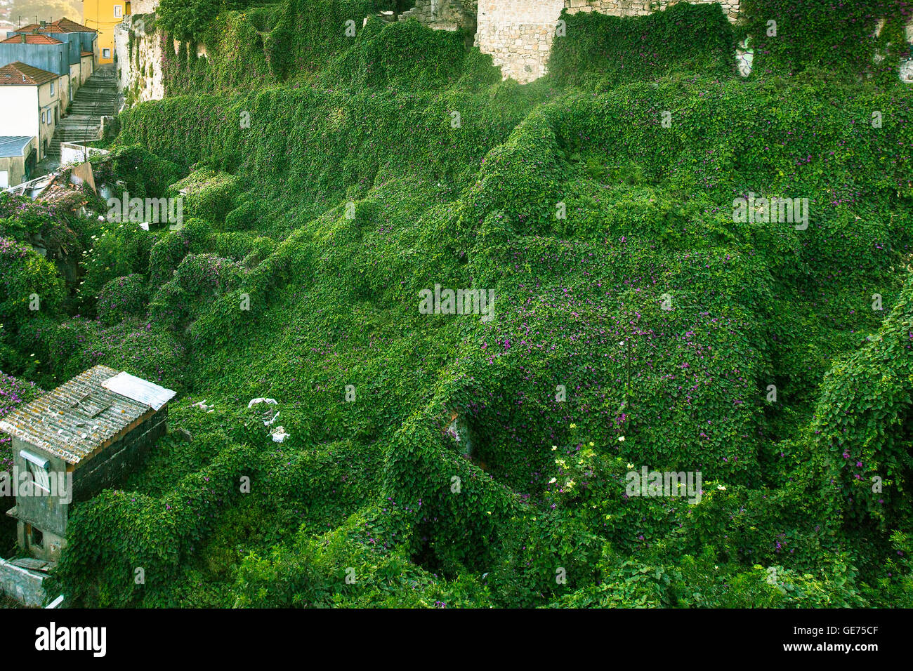 Top view of the rooftops overgrown with greenery. Porto, Portugal. Stock Photo
