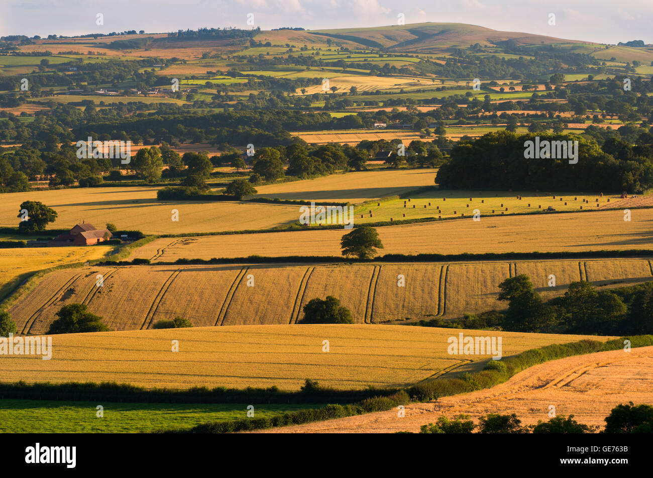 Golden evening light on fields seen from Lyth Hill, near Shrewsbury, Shropshire, England, UK. Stock Photo