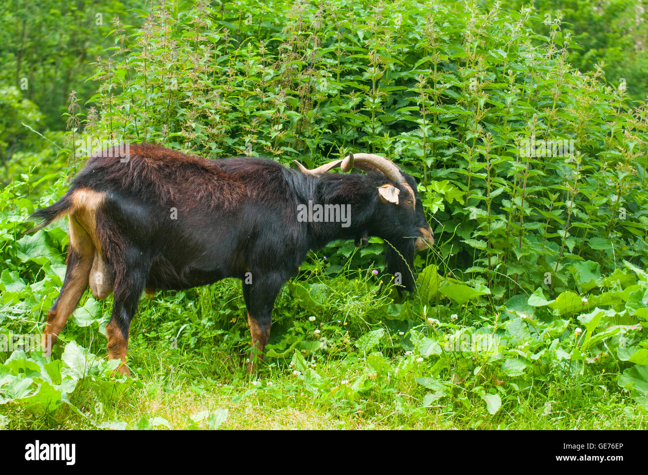 Goat grazing. Stock Photo