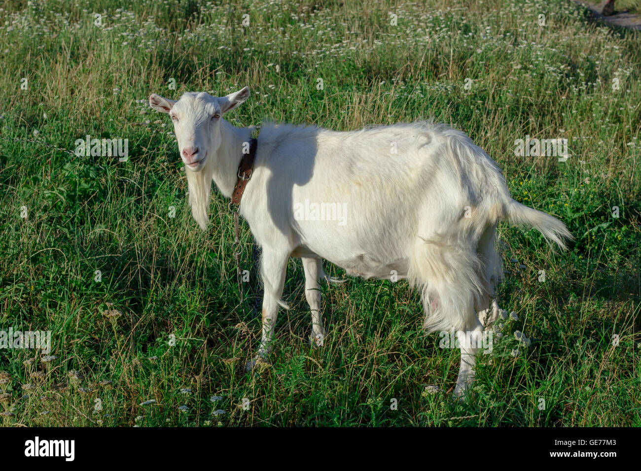 White goat grasses on village field, countryside vacation Stock Photo