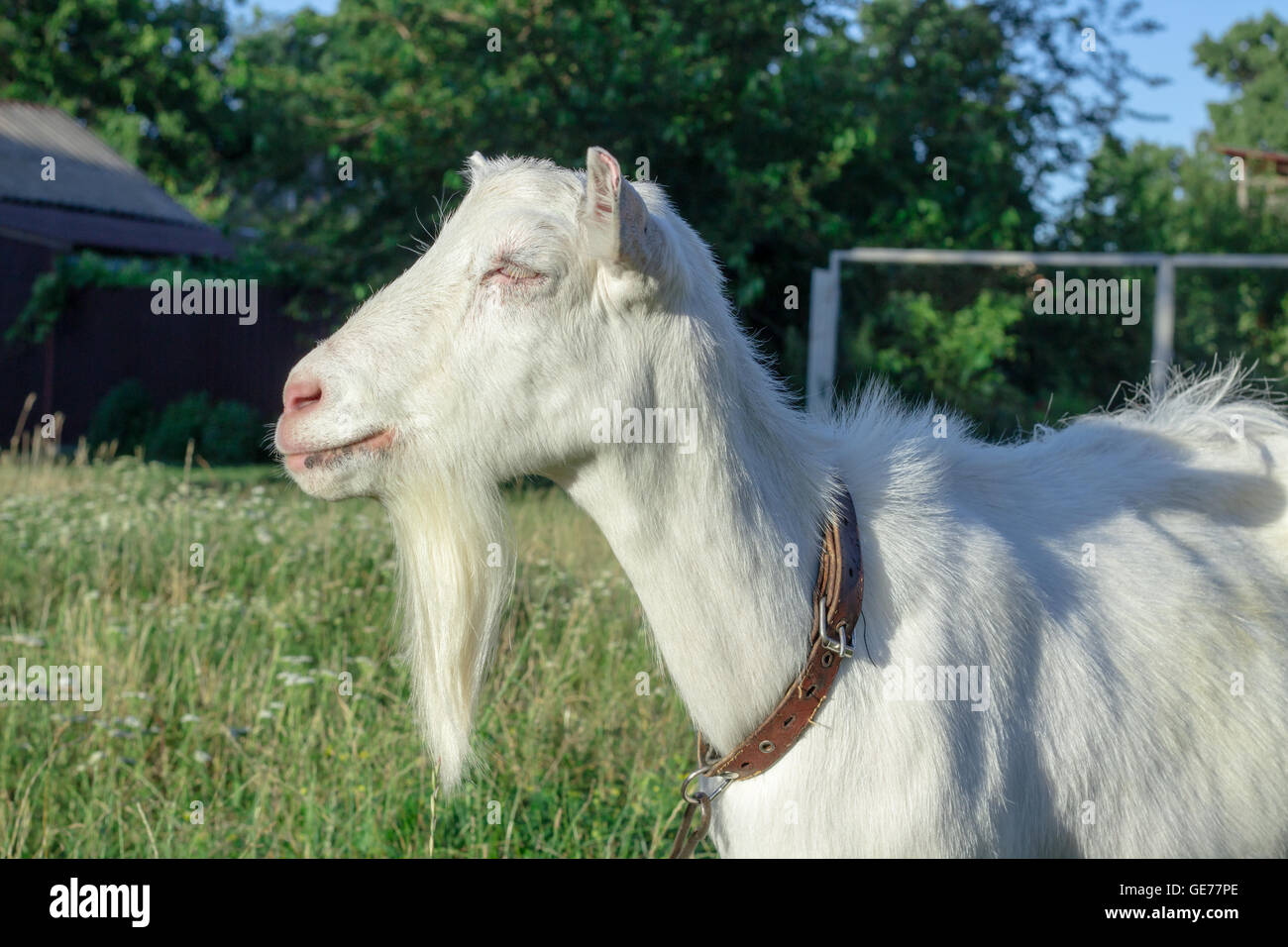 White goat grasses on village field, countryside vacation Stock Photo