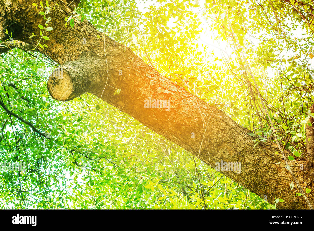Branches of a tree in the forest Stock Photo - Alamy