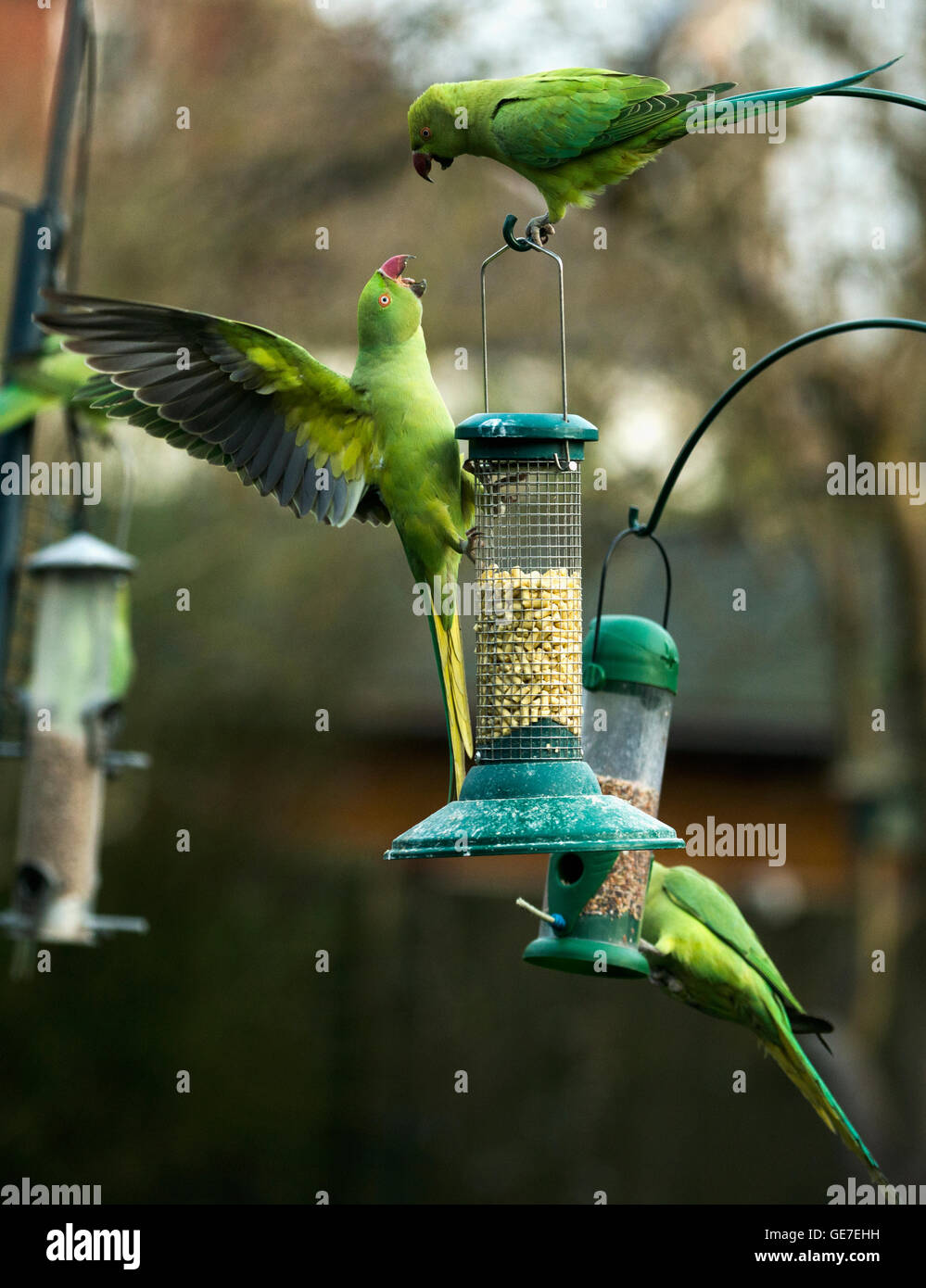 Rose-ringed or ring-necked parakeet (Psittacula krameri) on bird feeders in urban garden.  London, UK. Stock Photo