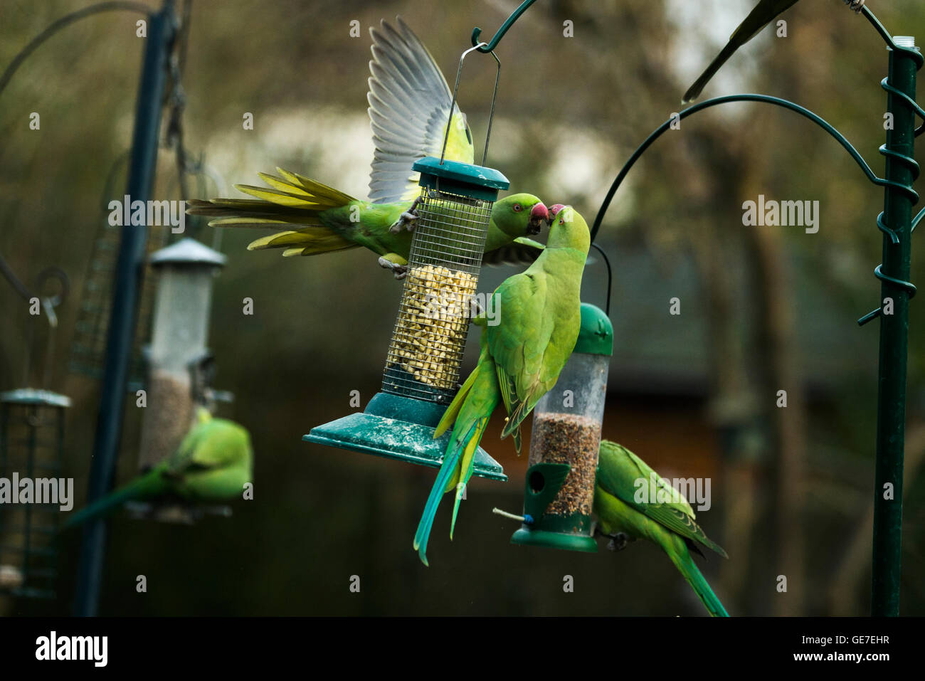 Rose-ringed or ring-necked parakeets (Psittacula krameri) on bird feeders in urban garden.  London, UK. Stock Photo