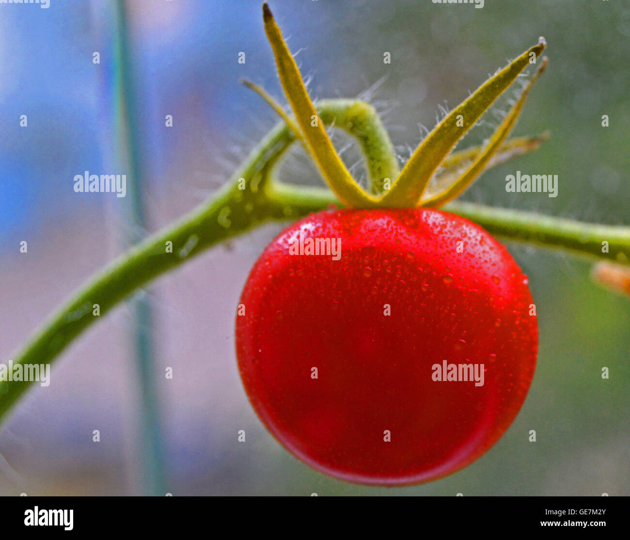 Tomato growing on the balcony Stock Photo Alamy