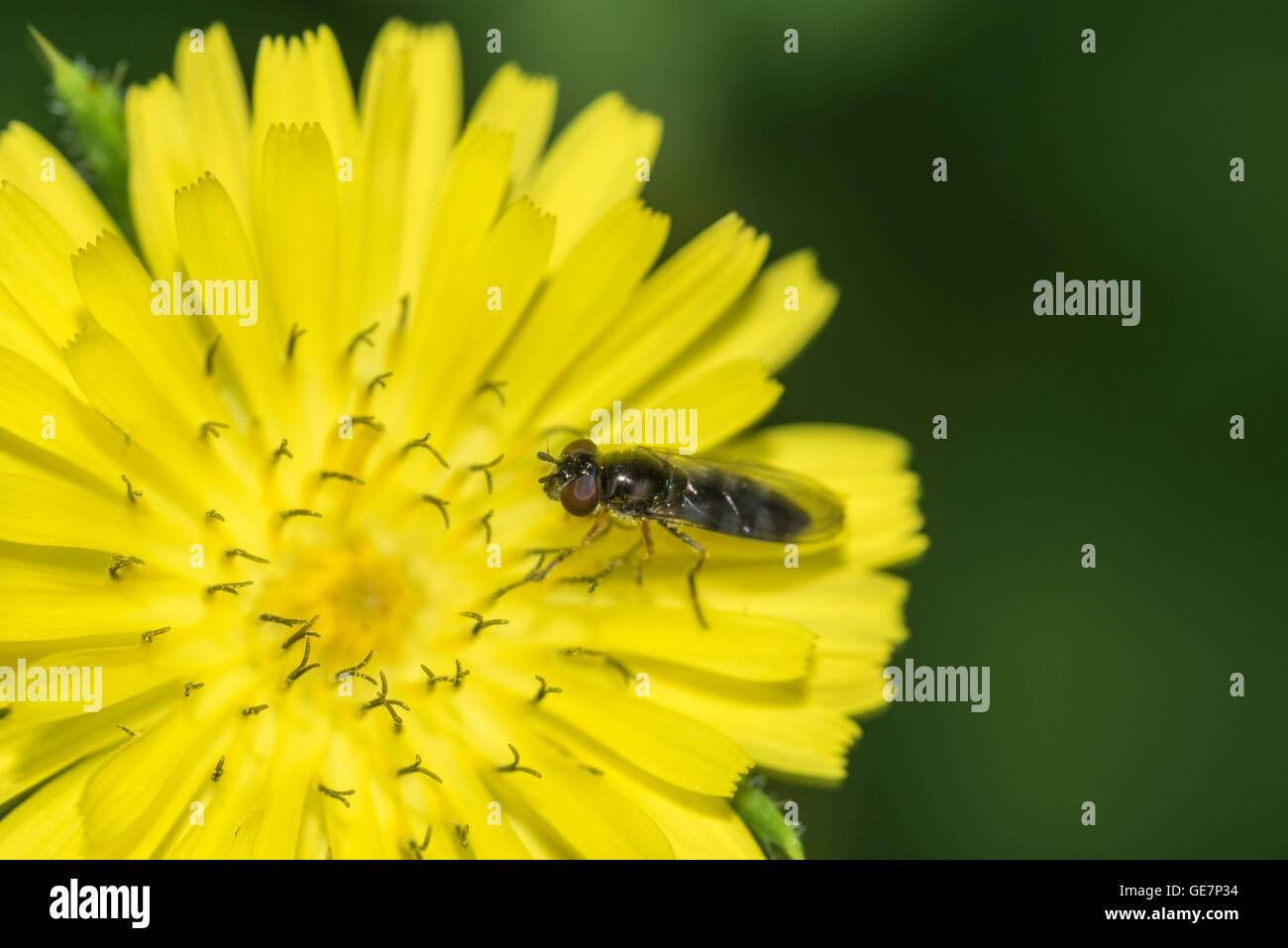 A hoverfly on a yellow flower Stock Photo