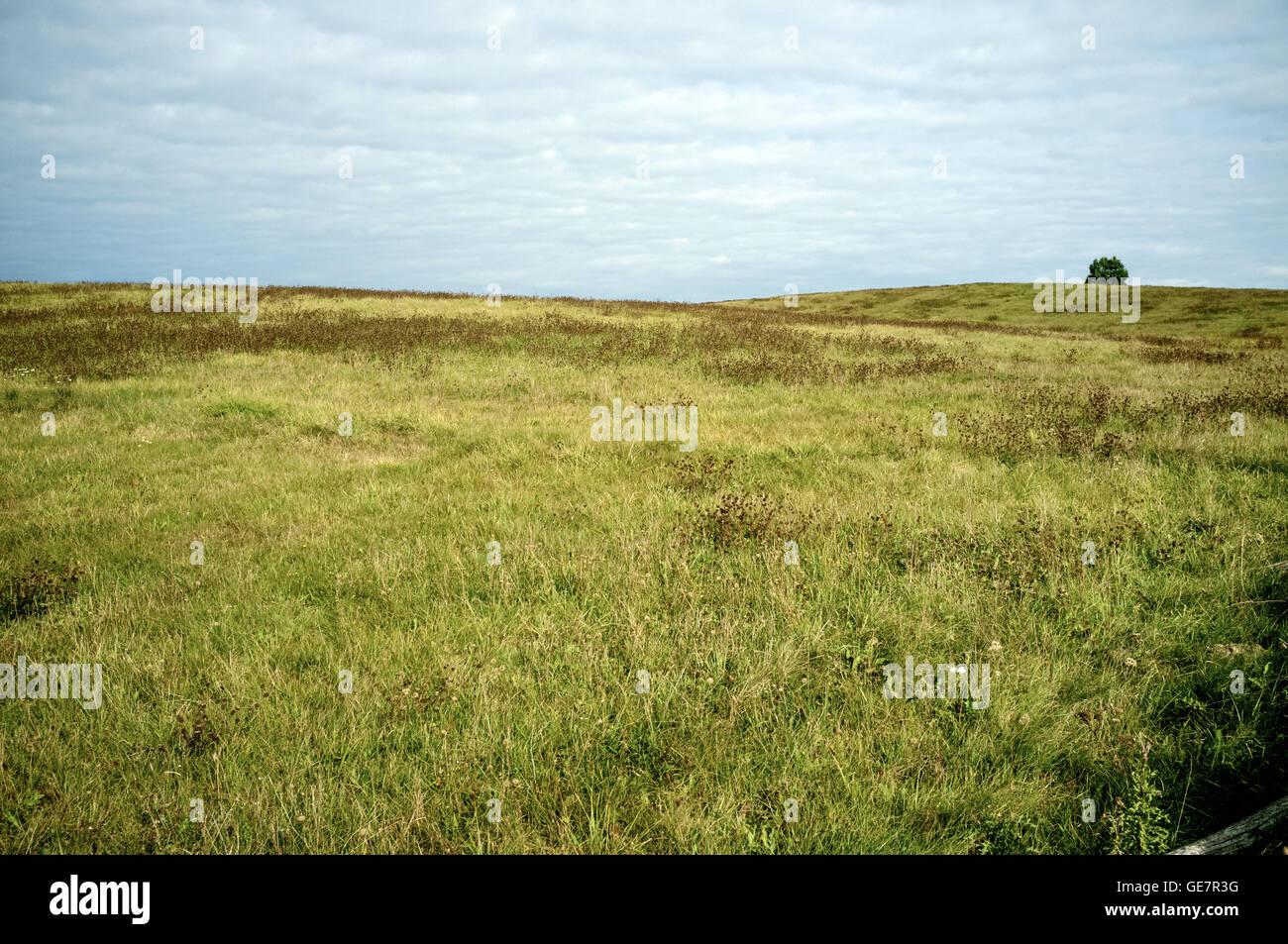Rolling landscape with open meadow and one tree - Masuria, Poland Stock Photo