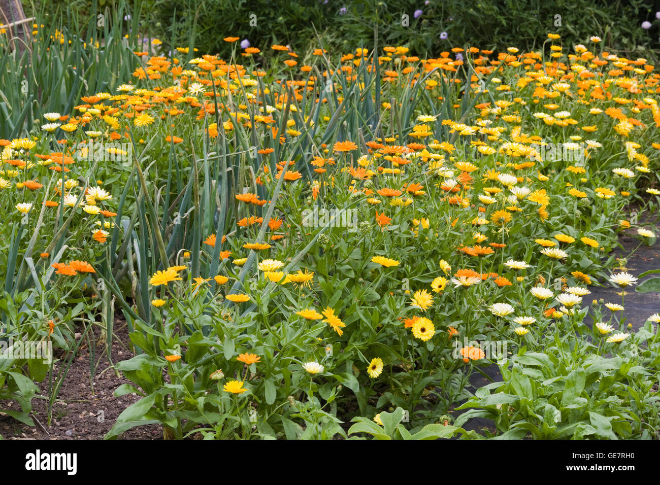 marigolds and onions growing in a garden Stock Photo Alamy