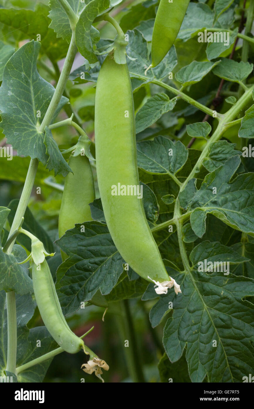 Peas growing in a garden Stock Photo Alamy