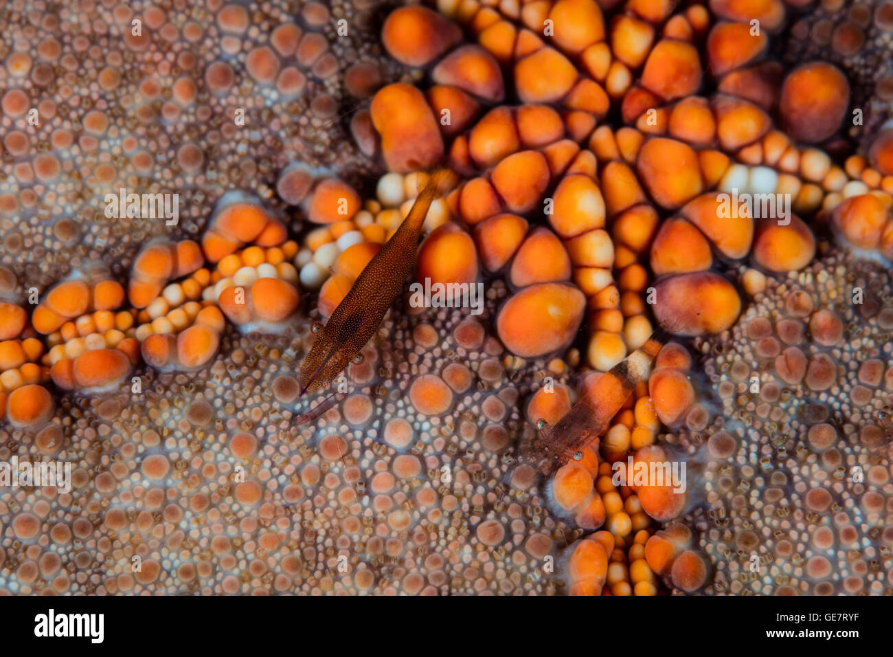 Detail of a Pin cushion starfish and symbiotic shrimp on a reef in Raja Ampat. This region harbors high marine biodiversity. Stock Photo