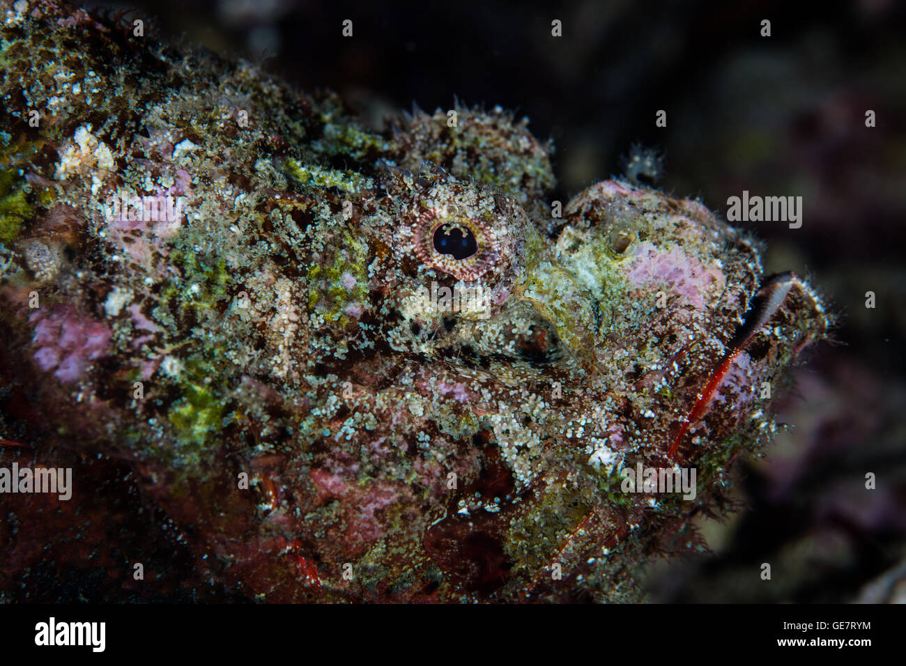 A well-camouflaged Devil scorpionfish (Scorpaenopsis diabolus) lays on a diverse coral reef in Raja Ampat, Indonesia. Stock Photo