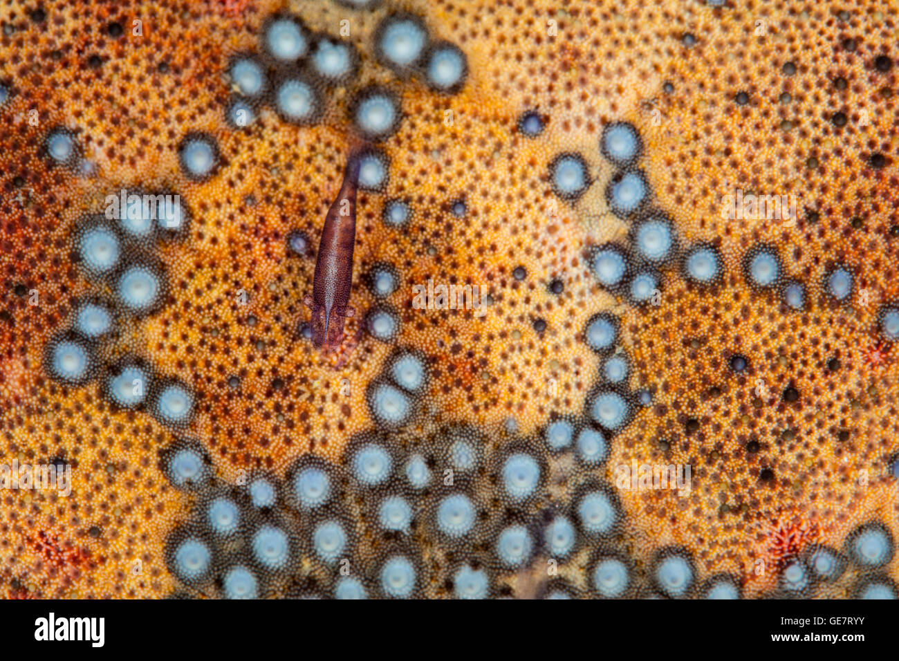 Detail of a Pin cushion starfish and shrimp on a coral reef in the Indo-Pacific. This region harbors high marine biodiversity. Stock Photo