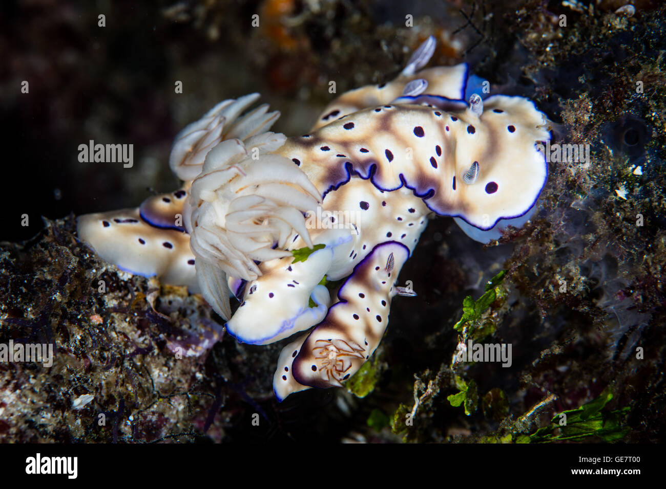 Colorful nudibranchs (Hypselodoris tryoni) tangle on a coral reef in Raja Ampat, Indonesia. Stock Photo