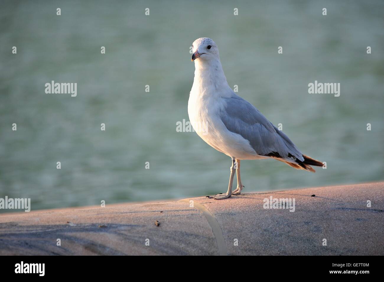 A lone seagull sits on a border on Chicago's Buckingham Fountain