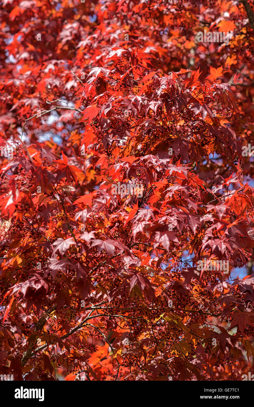 Japanese tree silhouette hires stock photography and images Alamy