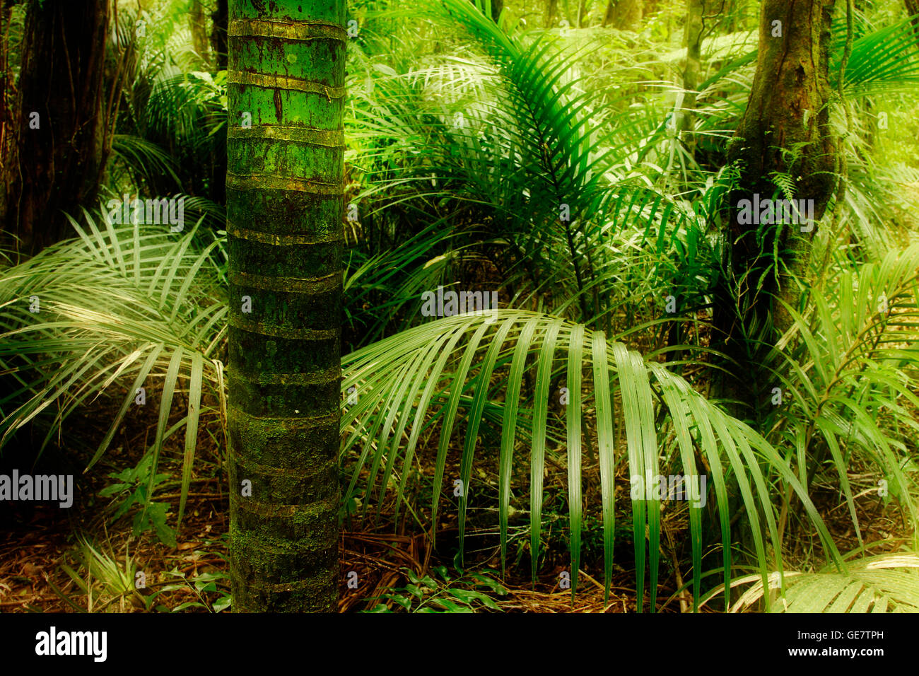 Lush green foliage in tropical jungle Stock Photo - Alamy