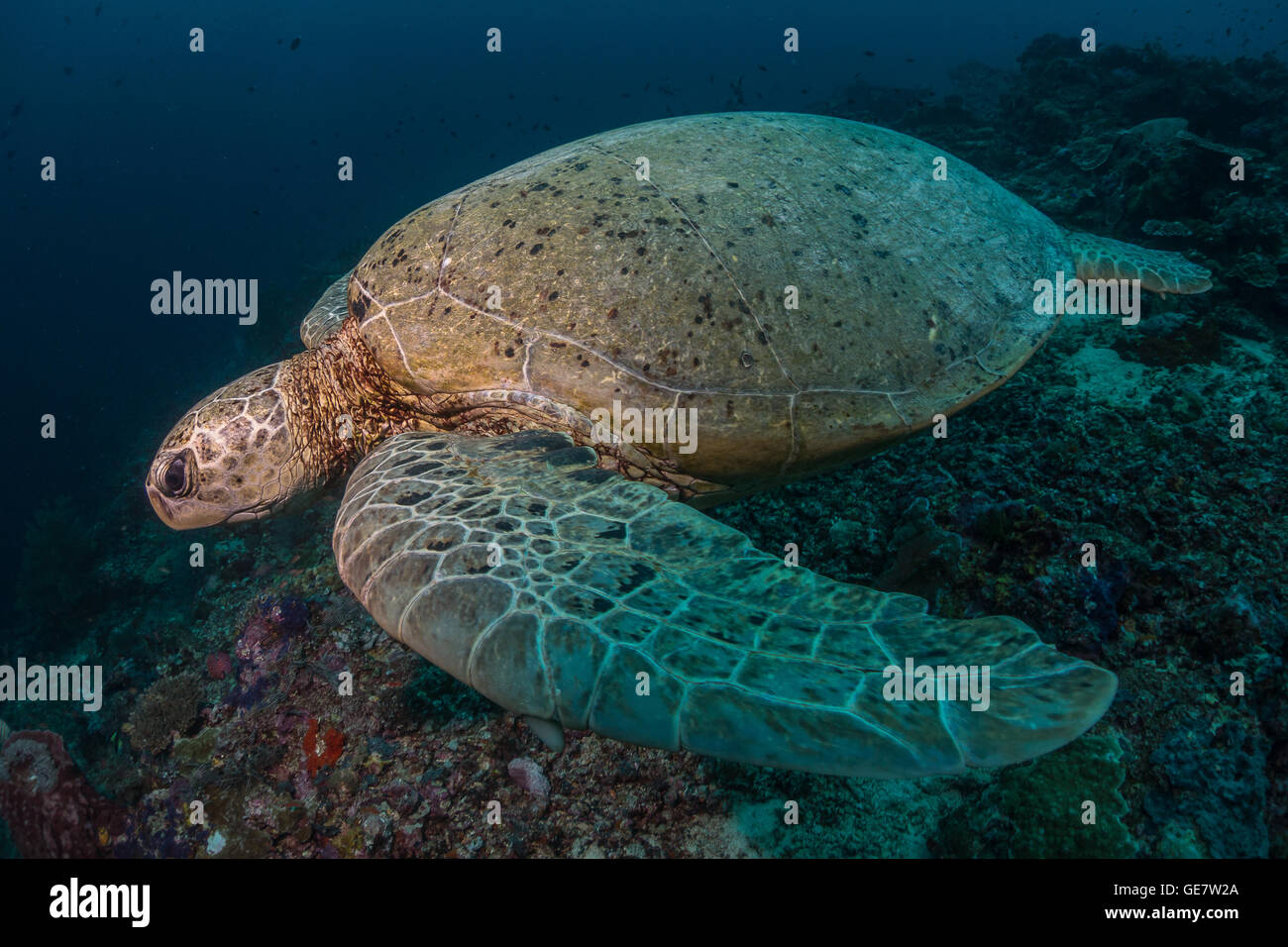 Underwater sea ocean turtle wideanlge coral reef scuba diving adventure tourism Asia Stock Photo