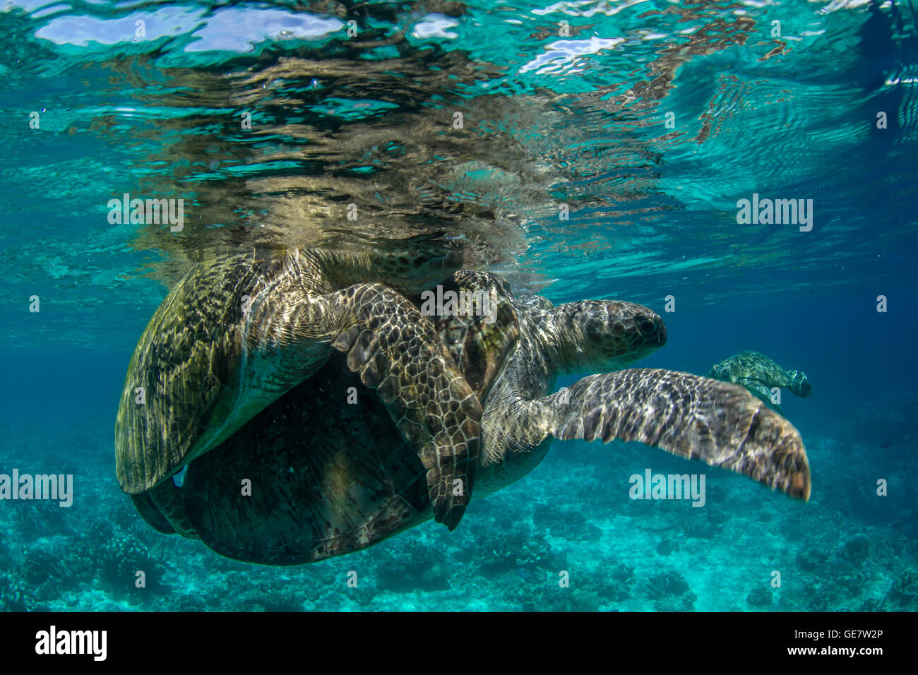 Underwater sea ocean turtle mating coral reef scuba diving adventure tourism Asia Stock Photo