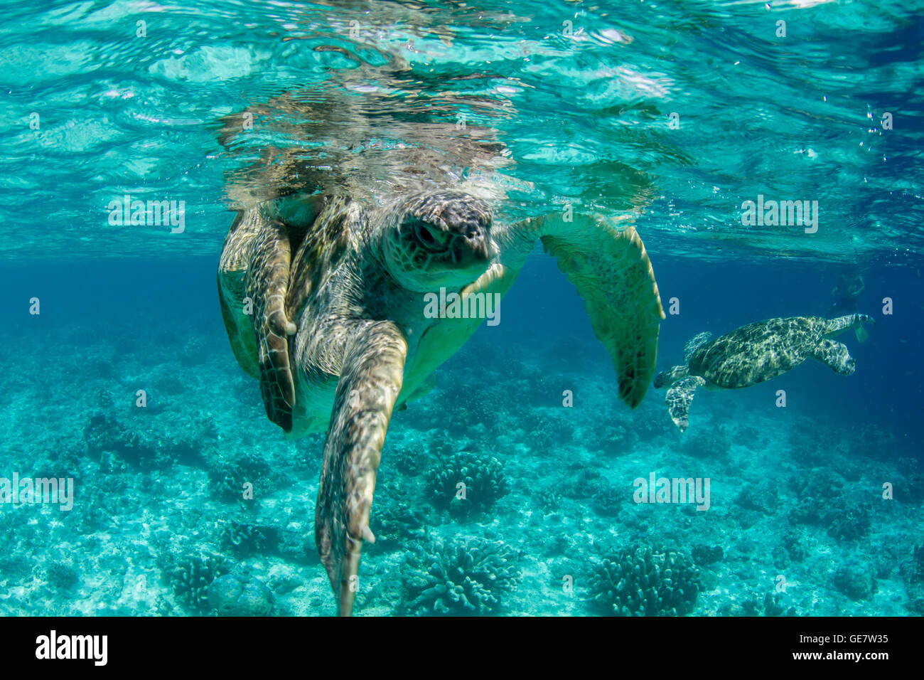 Underwater sea ocean turtle mating coral reef scuba diving adventure tourism Asia Stock Photo