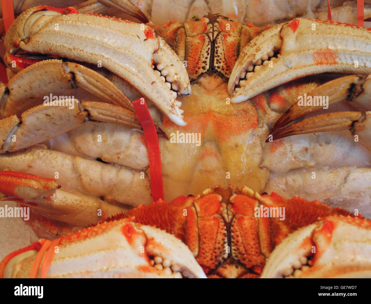 A close up image of red crabs, on sale at Seattle Washington's Fish Market on Puget Sound. Stock Photo
