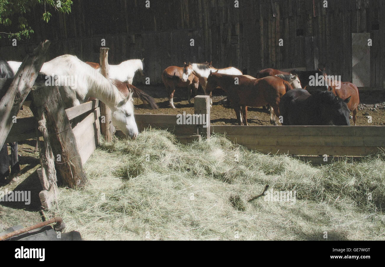 Horses in a corral on a horse ranch in Ouray, Colorado, USA. Stock Photo