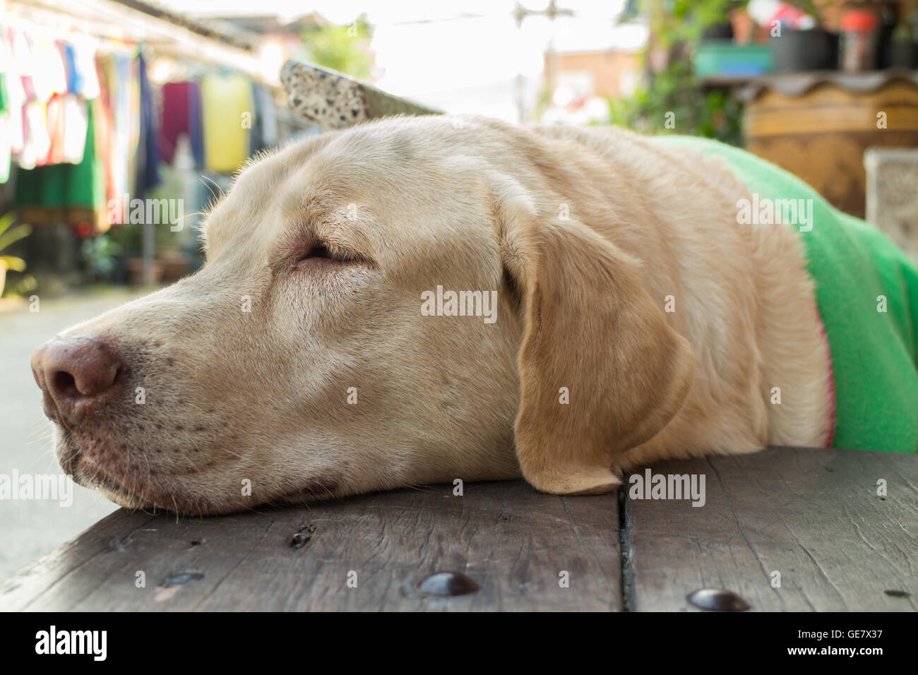 dog sleep on location Stock Photo