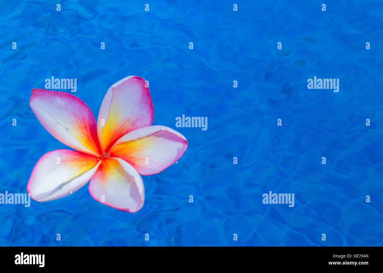 Tropical frangipani flower floating in blue water Stock Photo