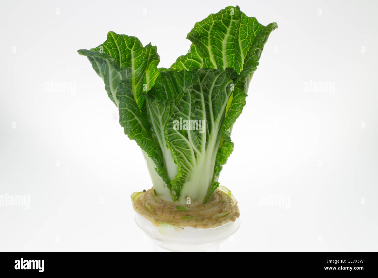 Chinese cabbage grown in glass, placed on the table. Stock Photo