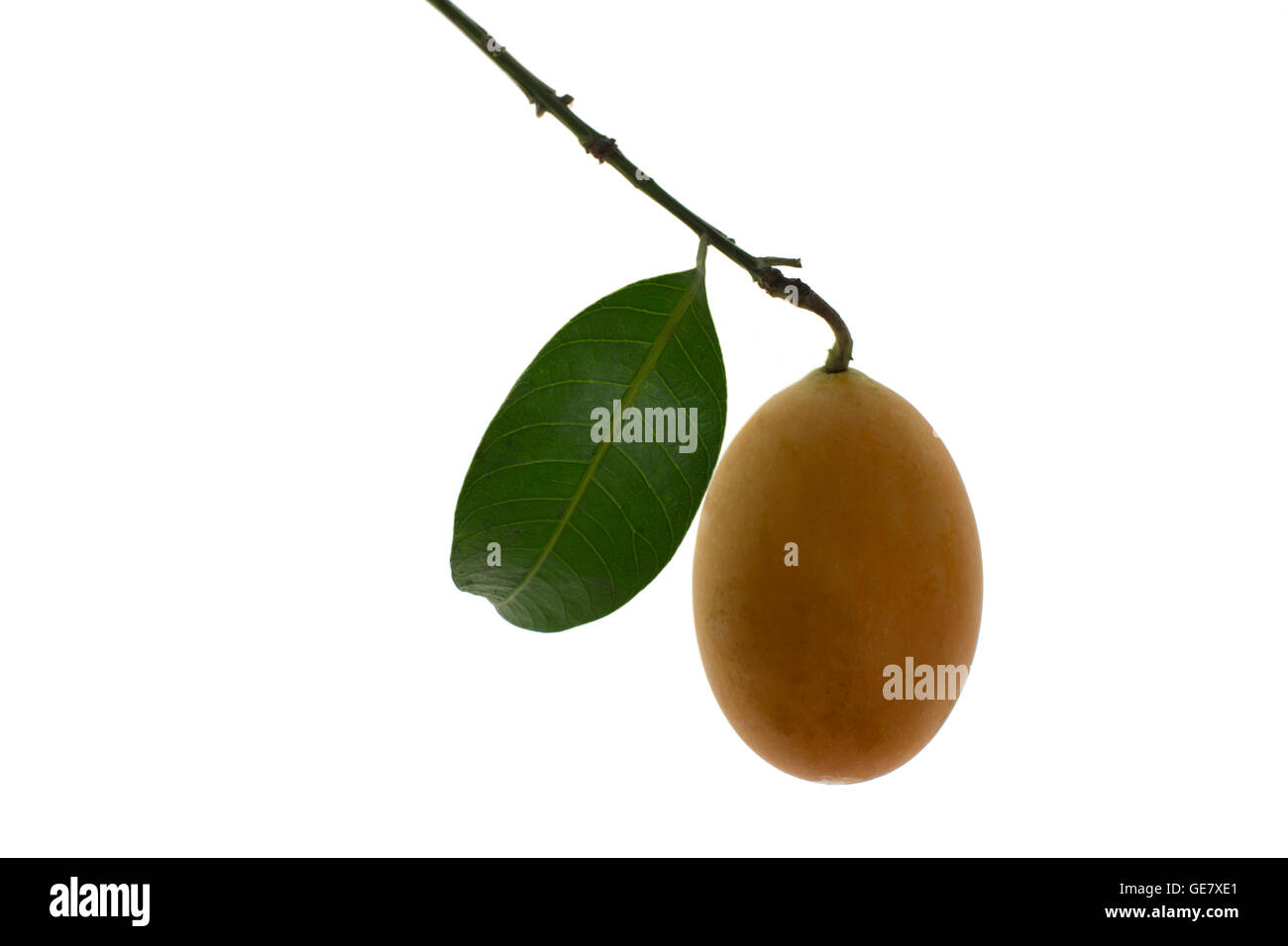 sweet Marian plum thai fruit isolated on white background (Mayongchid Maprang Marian Plum and Plum Mango) Stock Photo