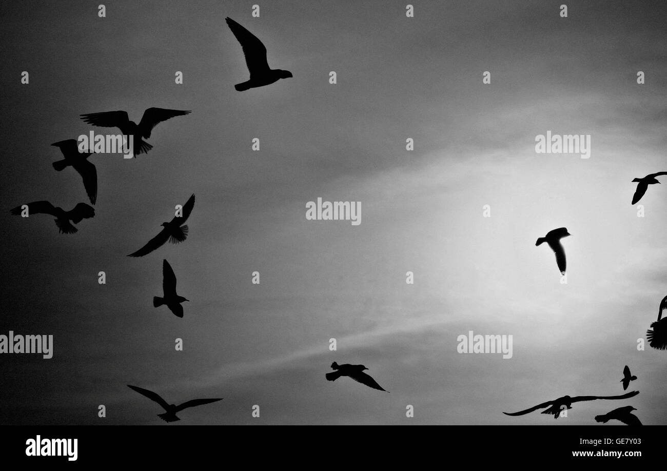 Flock of birds flying in sky Stock Photo - Alamy