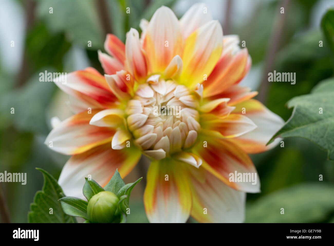 Dahlia Peaches and Cream Stock Photo Alamy