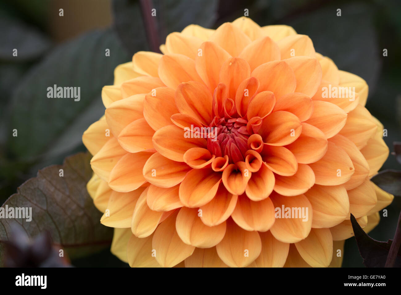 Orange flowers of Dahlia David Howard Stock Photo - Alamy