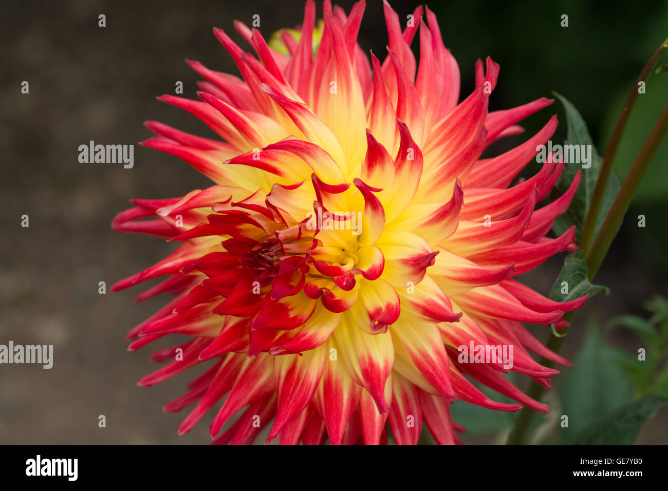 Red and Yellow Dahlia Julies Delight Stock Photo