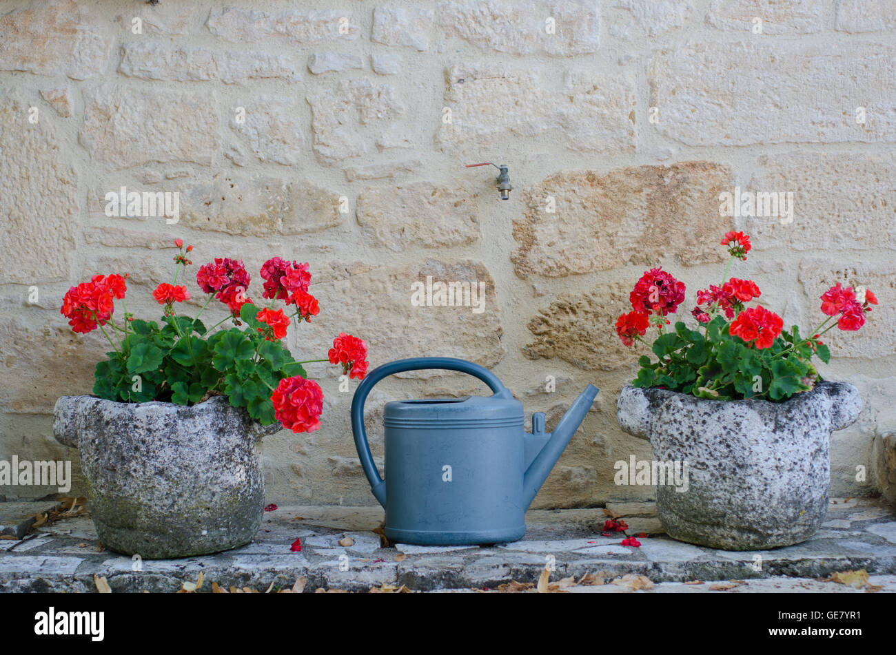 Watering can between two planters full of geraniums Stock Photo Alamy