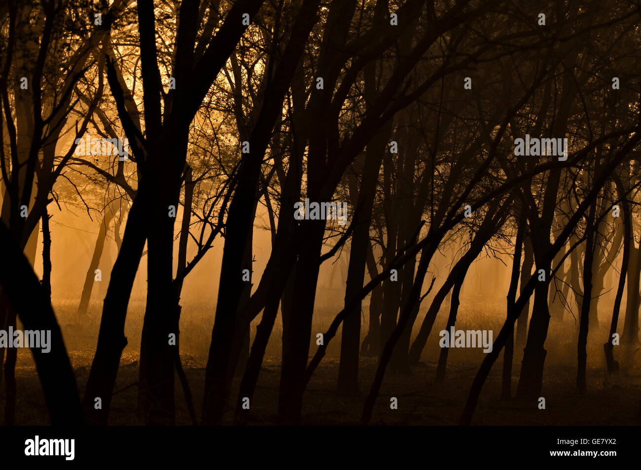 Dhonk or Anogeissus pendula trees in a dry deciduous forests of Ranthambhore at dawn Stock Photo