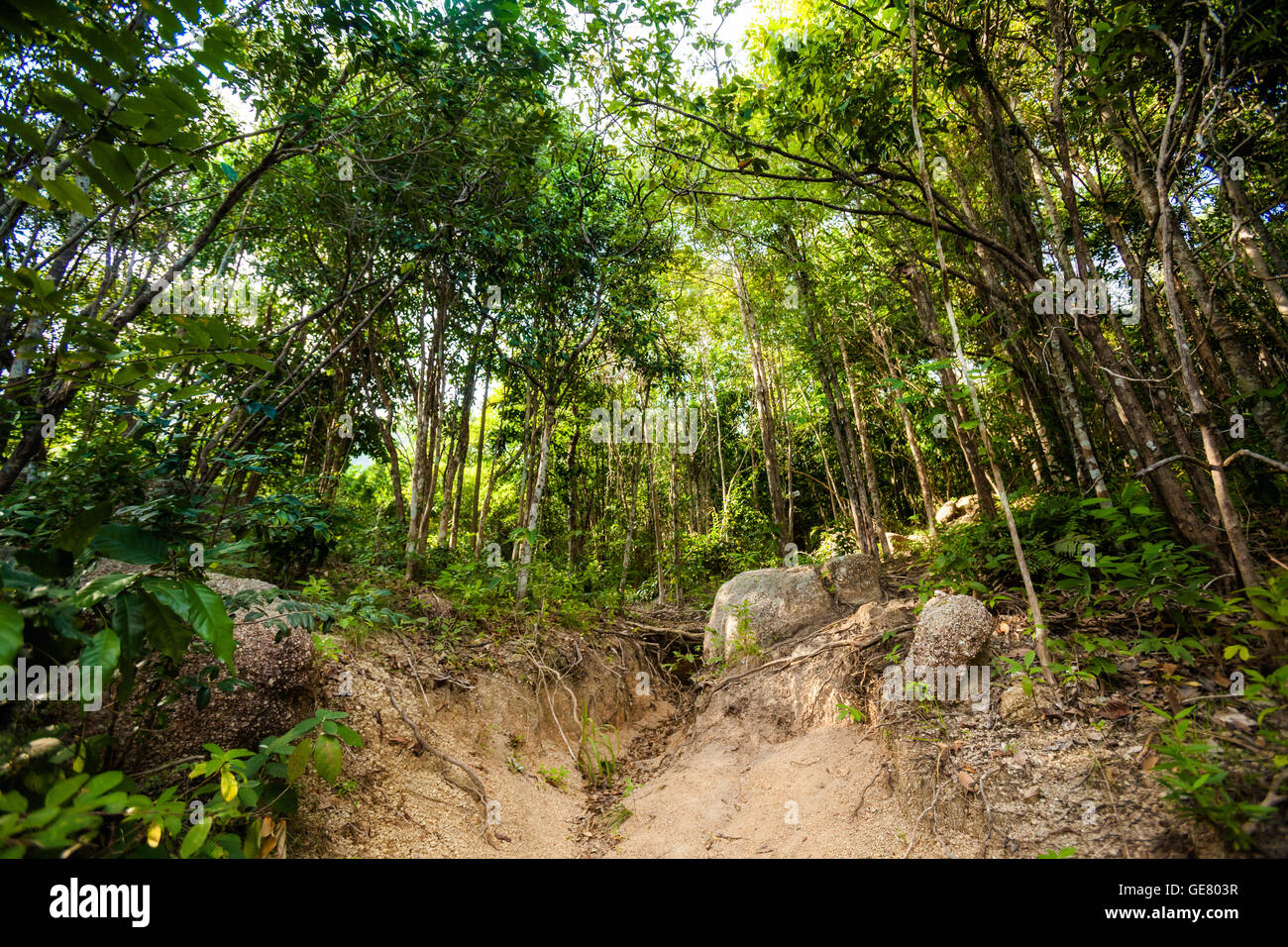 Jungle trekking on tropical island Koh Phangan in Thailand. Nature of ...