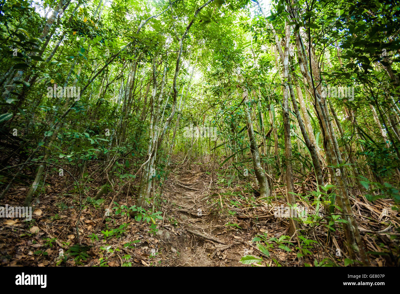Jungle trekking on tropical island Koh Phangan in Thailand. Nature of ...