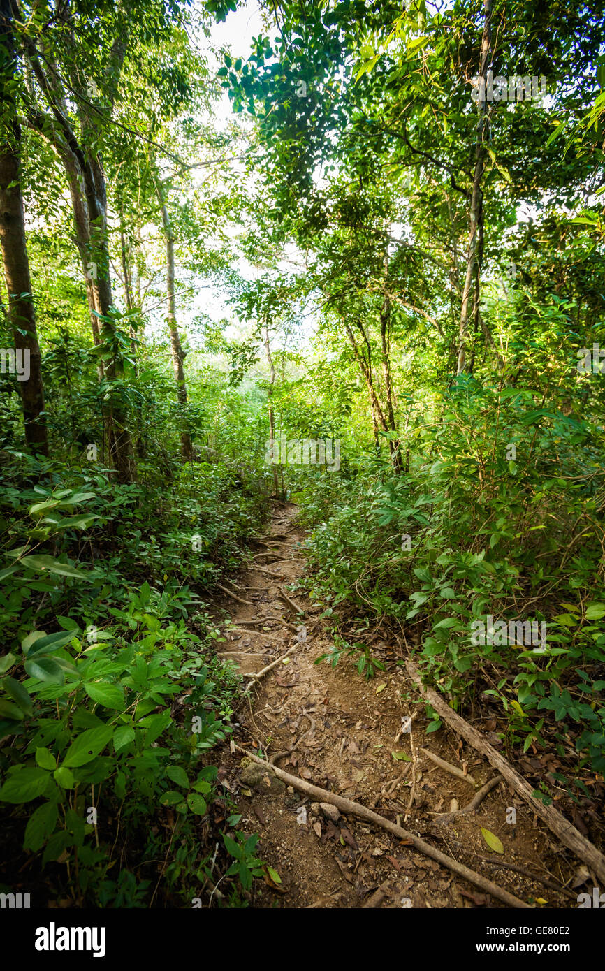 Jungle trekking on tropical island Koh Phangan in Thailand. Nature of ...