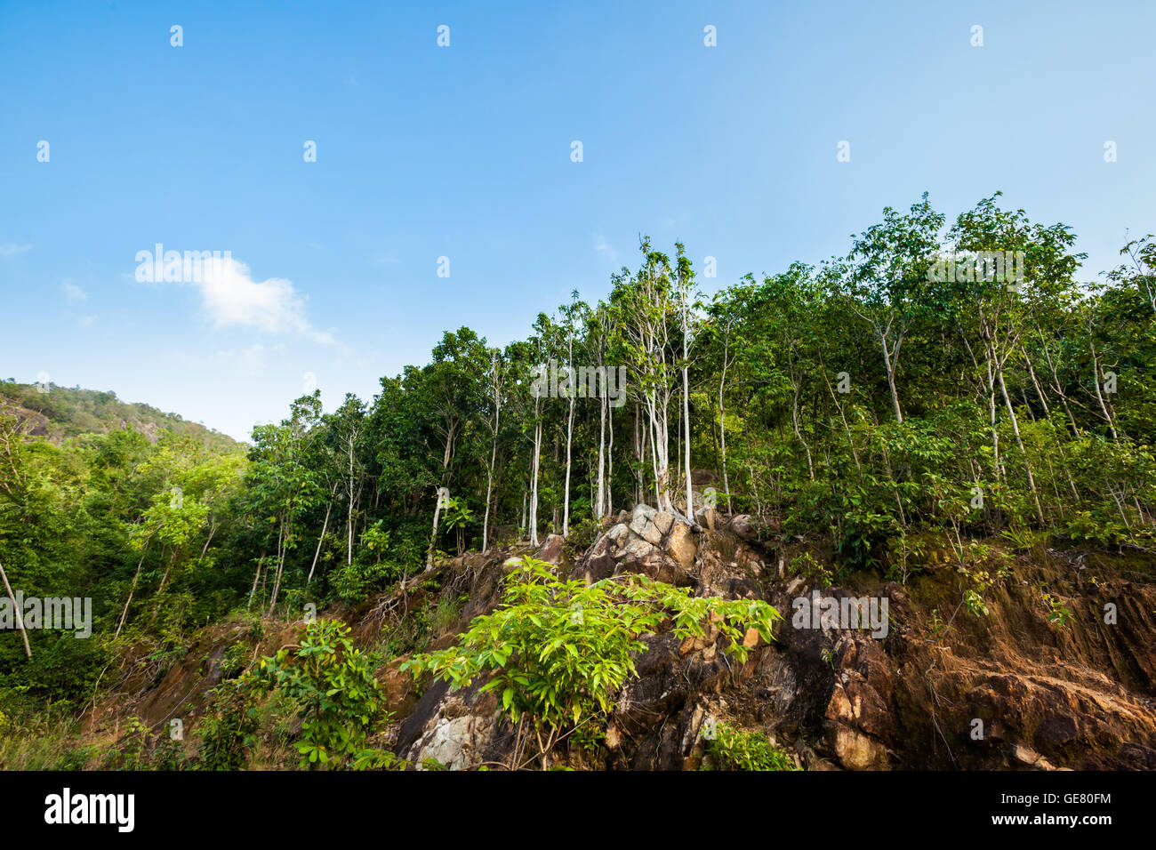 Jungle trekking on tropical island Koh Phangan in Thailand. Nature of Stock  Photo - Alamy