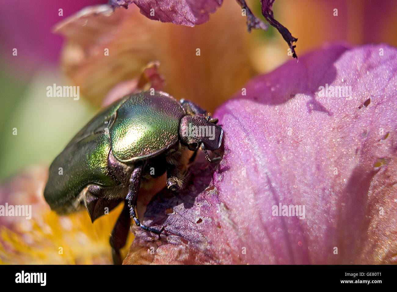 Chrysolina varians beetle on a flower. Big bug shot up close, on a purple flower in the spring time. Colorful and vibrant garden life at its finest. Stock Photo