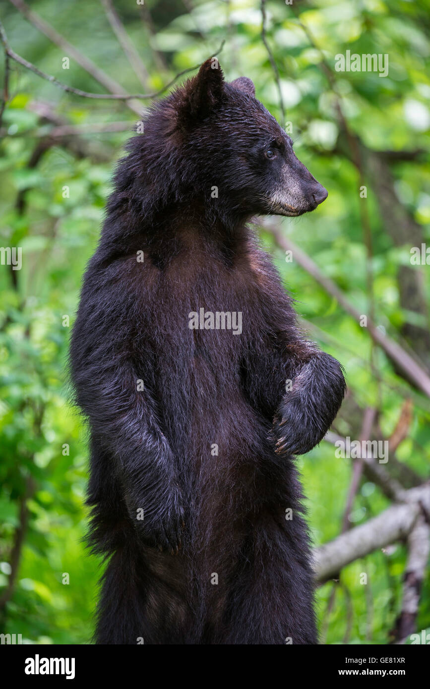 Black bear yearling Urus americanus, standing up on hind legs, North  America Stock Photo - Alamy