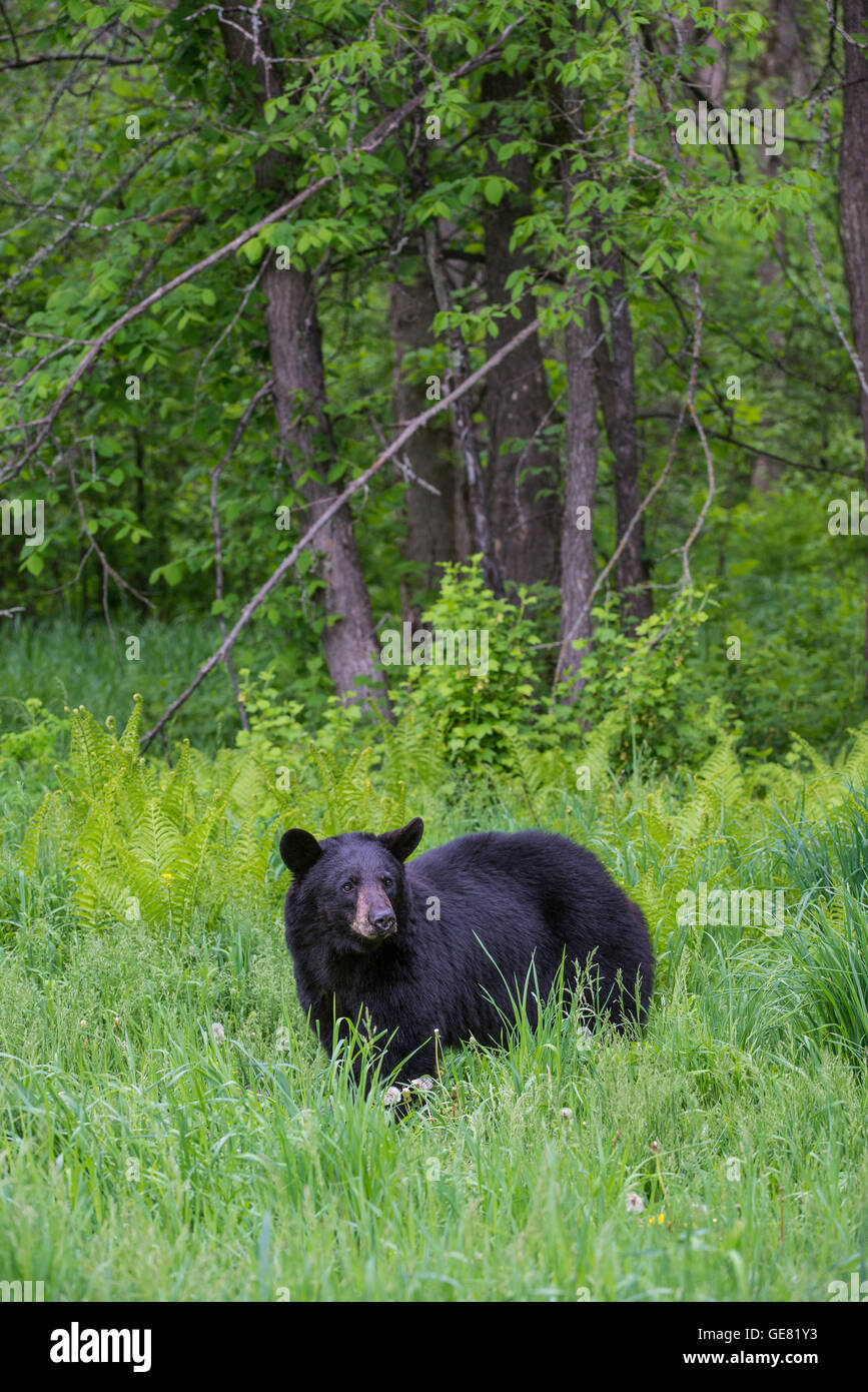 Black bear yearling Urus americanus, at edge of forest, North America Stock Photo