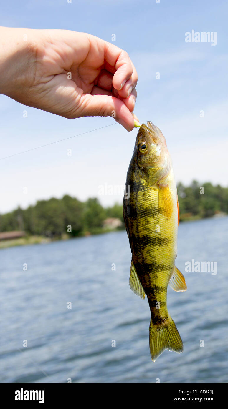 Freshwater perch hi-res stock photography and images - Alamy