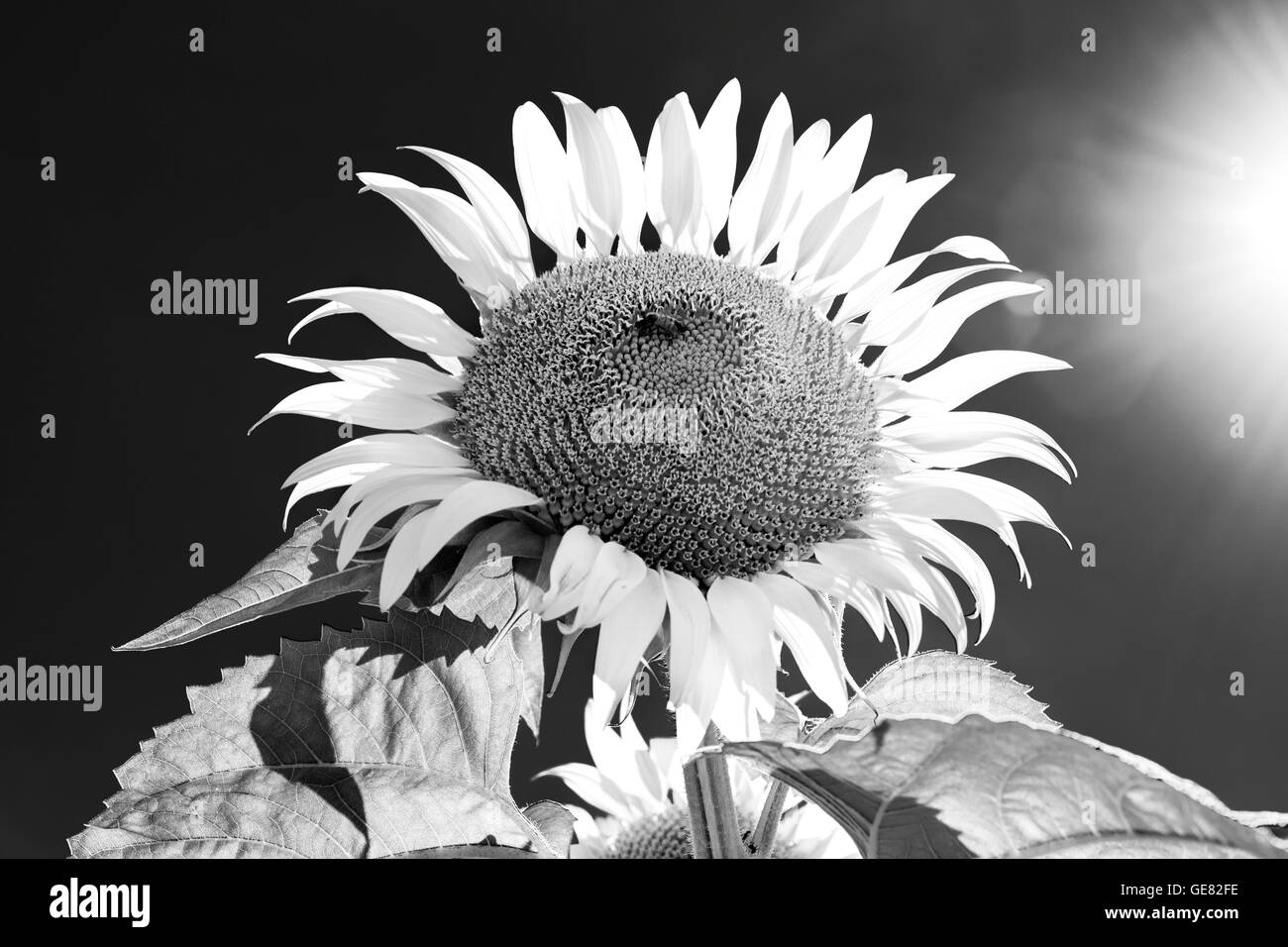 Sunflower field in summer black and white, Italy Umbria Stock Photo