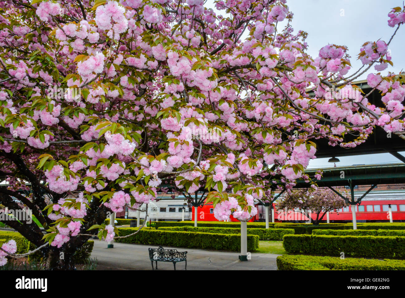 Pink Cherry Blossom Trees Blooming In Spring In Formal Garden Of