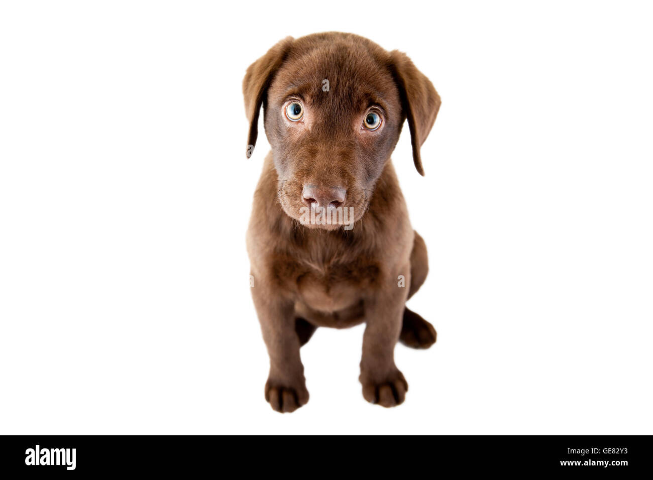 Brown puppy on a white background Stock Photo