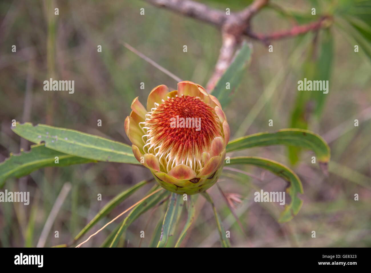 Looking down into red and white core of Protea flower with leaves spreading across the image. Stock Photo