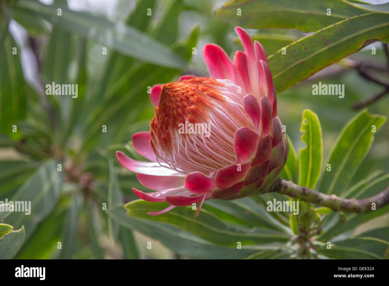 Gorgeous pink, red, orange and white Protea Flower against natural background of green foliage in the Drakensberg Mountains Stock Photo