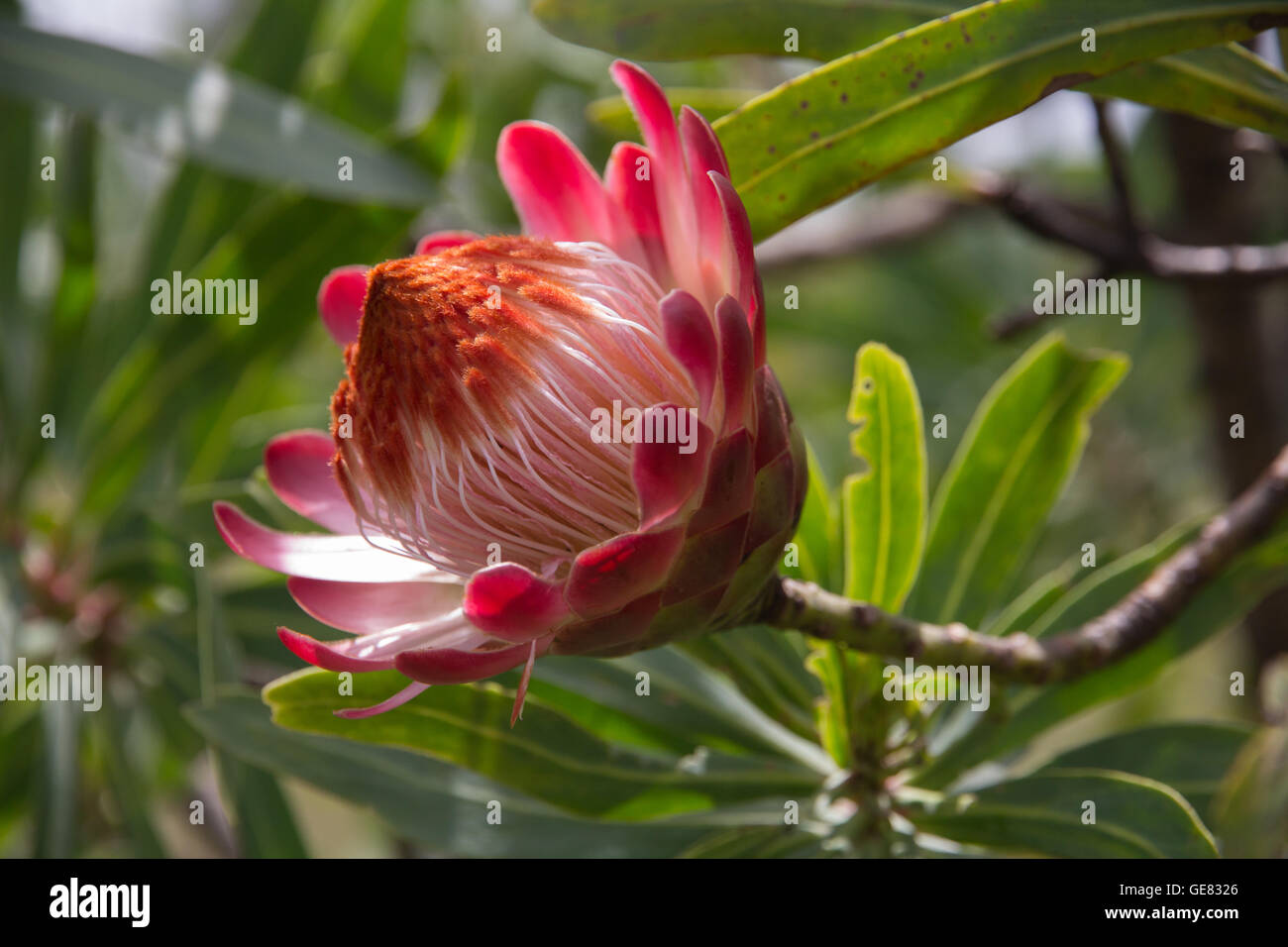 Side view of beautiful Protea flower, growing wild in the Drakensberg, Mountains of South Africa Stock Photo
